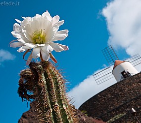 Lanzarote: Jardin de cactus