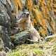 Marmotte Guardinghe