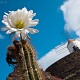 Lanzarote: Jardin de cactus