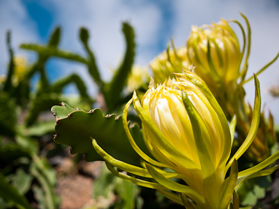 jardin de cactus guatiza lanzarote