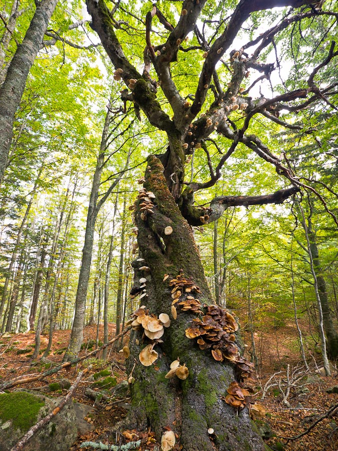 funghi su albero pian di novello