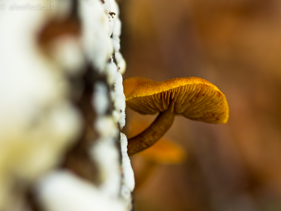 autunno funghi appennino pian di novello